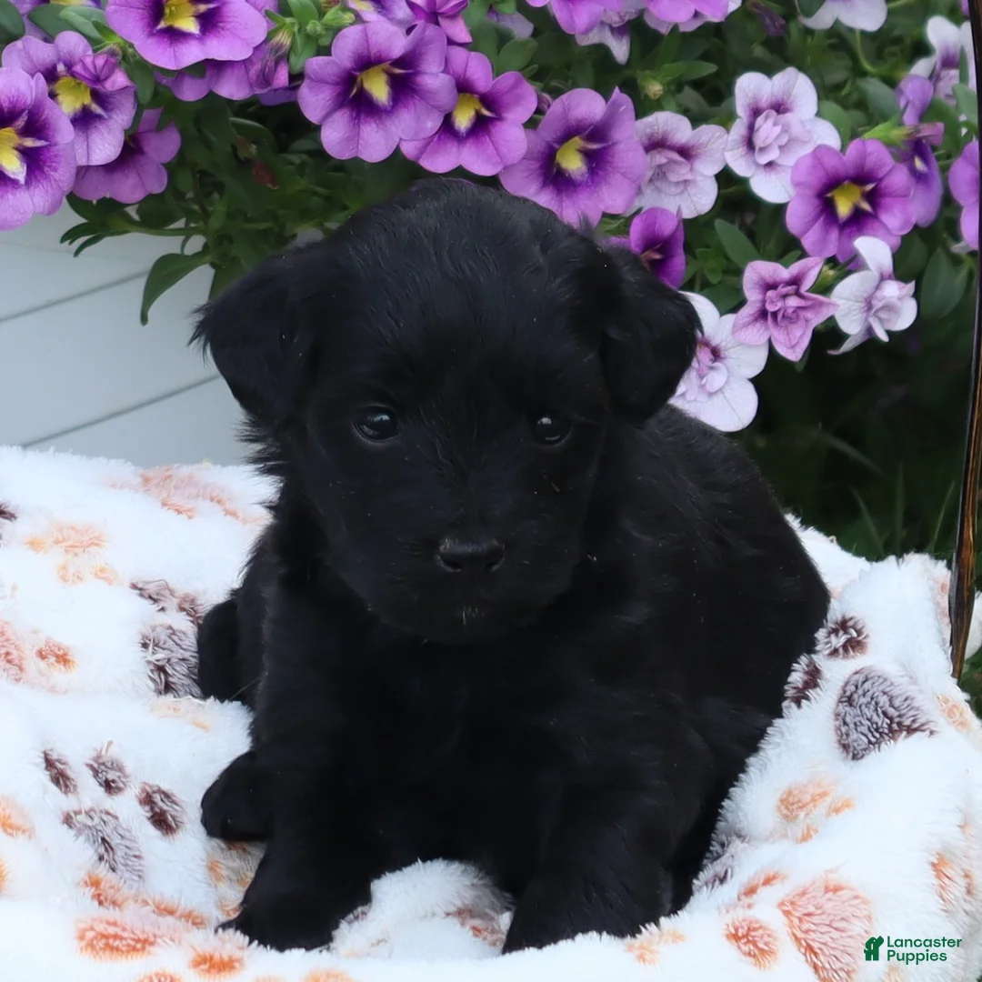Mini Goldendoodle dogs for sale: Flossie - Ad 2