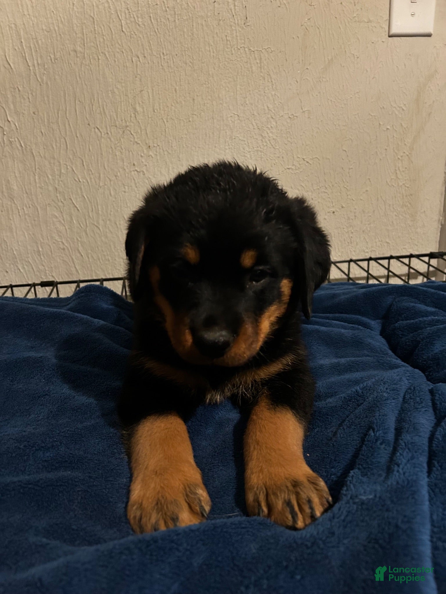 Rottweiler dogs Moose (black) - Ad 1