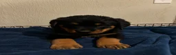 Rottweiler dogs for sale: Moose (black) - Ad 1