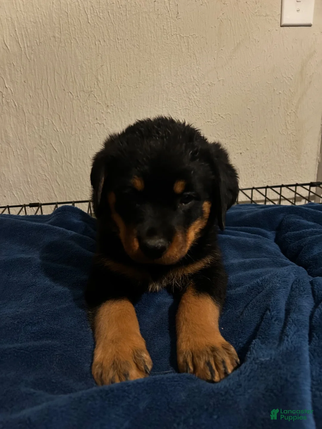 Rottweiler dogs for sale: Moose (black) - Ad 1