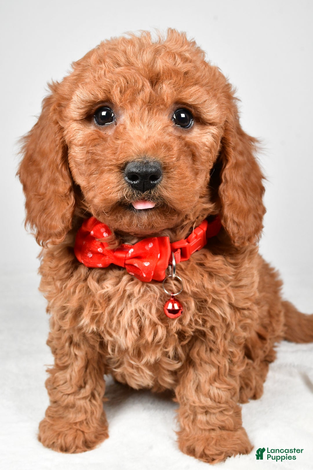 Mini Goldendoodle dogs for sale: Ritz f one b - Ad 7
