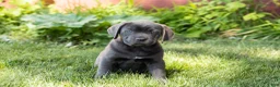 Cane Corso dogs for sale: Molly  - Ad 1