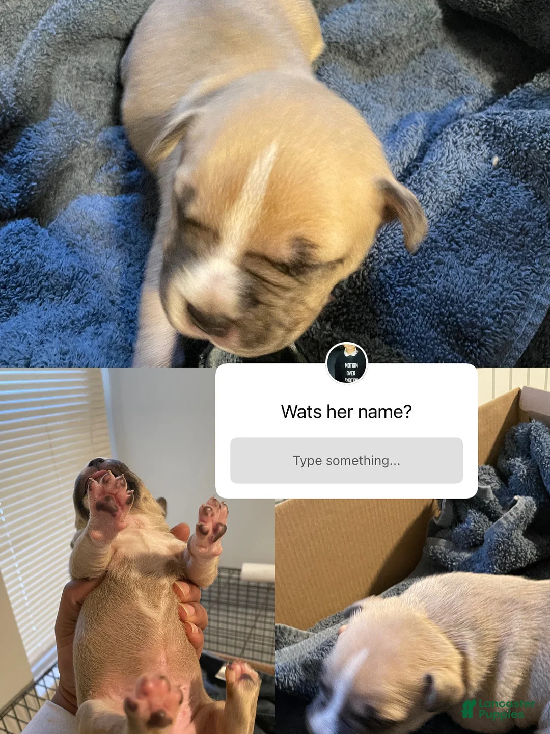 American Bully dogs for sale: American Bully Puppy 3 - Ad 1