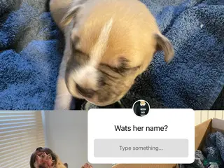 American Bully dogs for sale: American Bully Puppy 3 - Ad 4