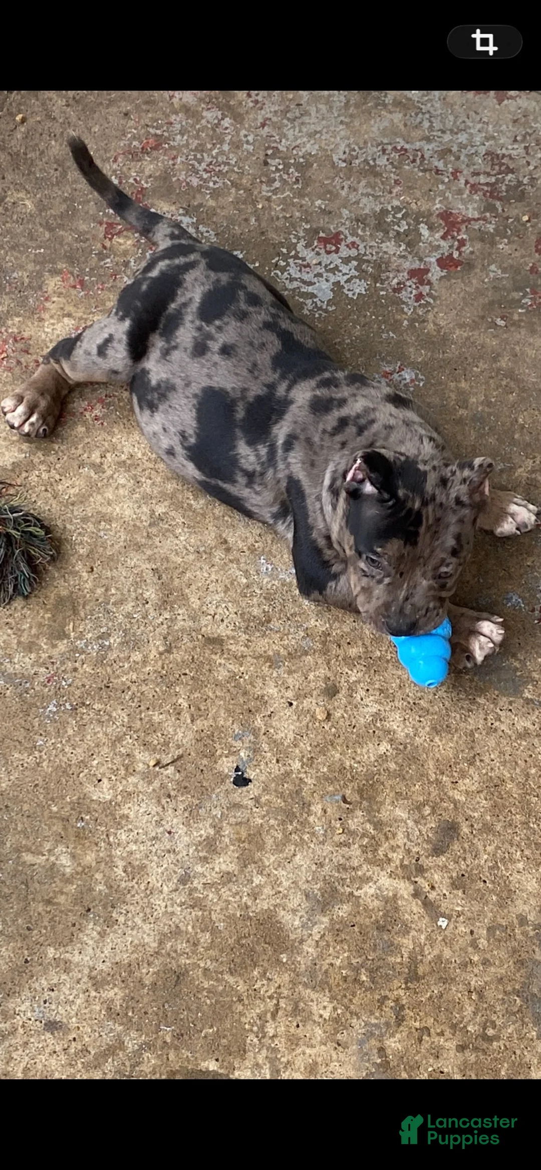 American Bully dogs for sale: American Bully 2 - Ad 2