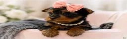 Yorkshire Terrier dogs for sale: Minnie 1.2lbs on 8/28 - Ad 3