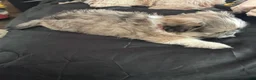 Mixed Breed dogs for sale: Peke-Tzu Pup 1 - Ad 4