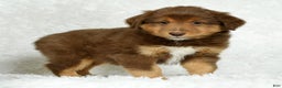 Australian Shepherd dogs for sale: Max - Ad 4