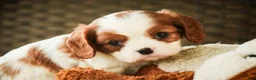 Cavalier King Charles Spaniel dogs for sale: Basil - Ad 1