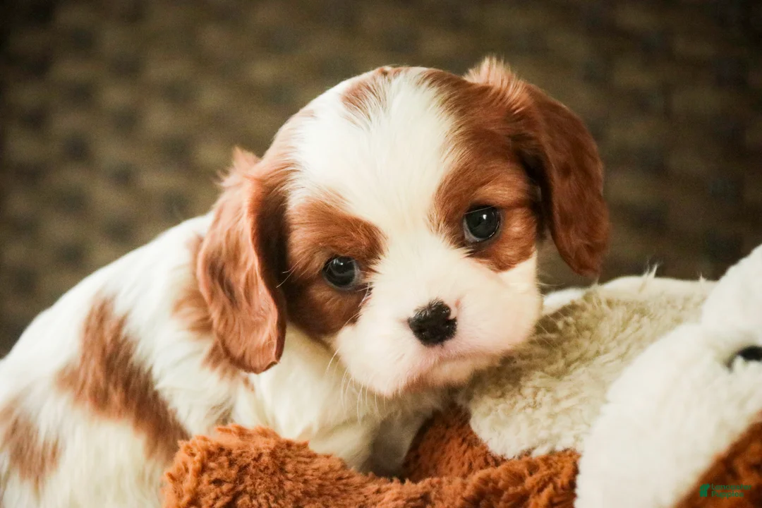 Cavalier King Charles Spaniel dogs for sale: Basil - Ad 1