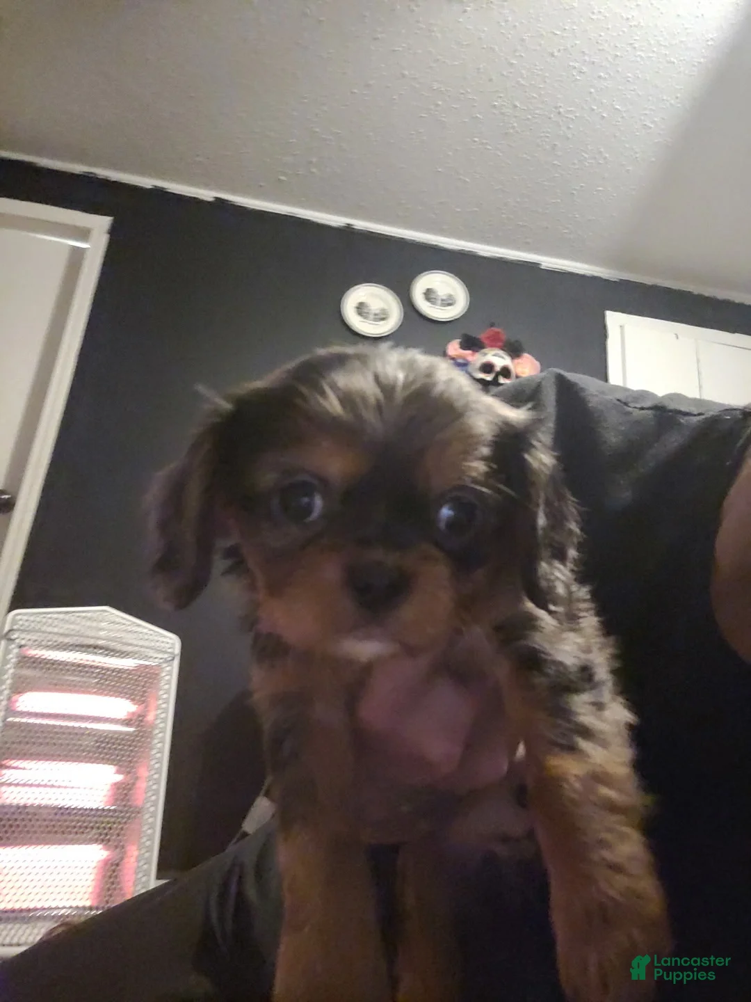 Cavalier King Charles Spaniel dogs for sale: Prince Louis - Ad 3