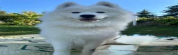 Samoyed dogs for sale: Samoyed Puppy 4 - Ad 2