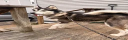 Alaskan Malamute dogs for sale: Alaskan Malamute 1 - Ad 3