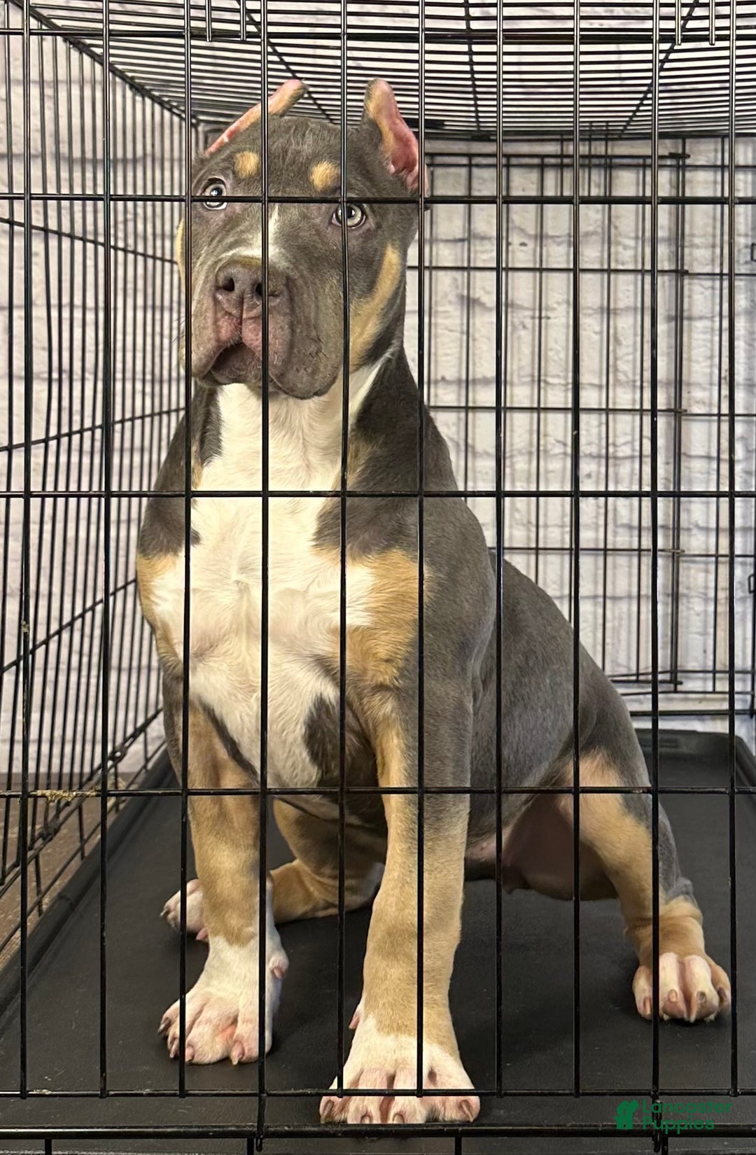 American Bully dogs for sale: Maggie - Ad 9