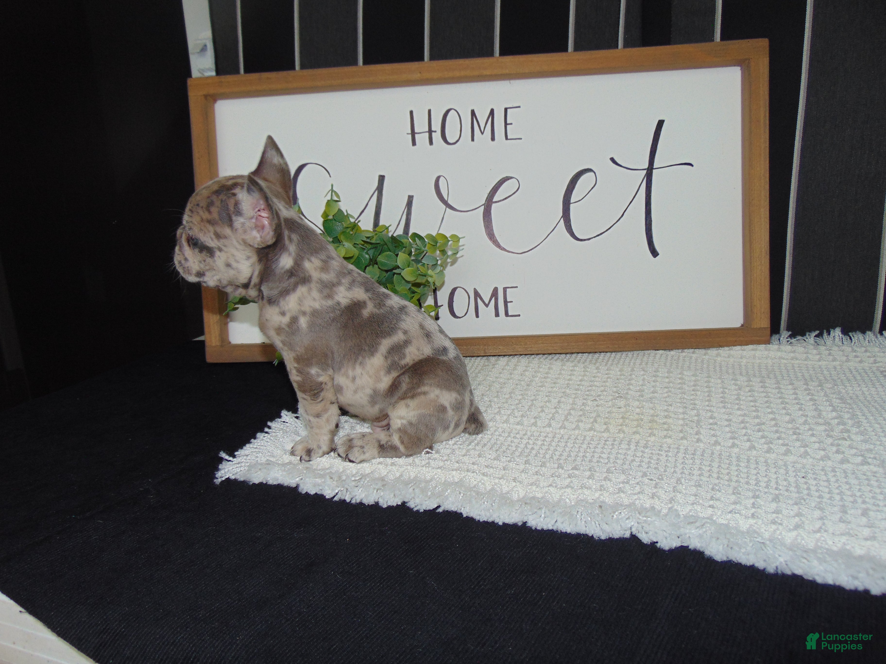 French Bulldog dogs Tyler - Ad 2