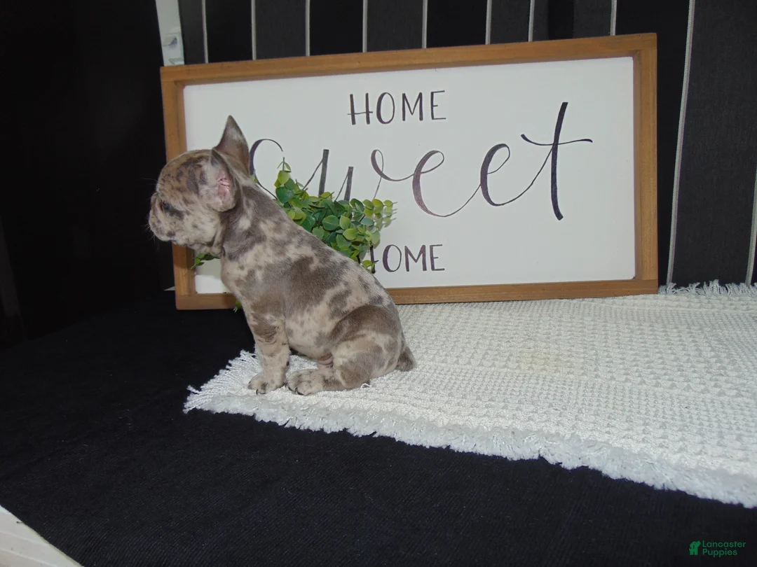 French Bulldog dogs for sale: Tyler - Ad 2