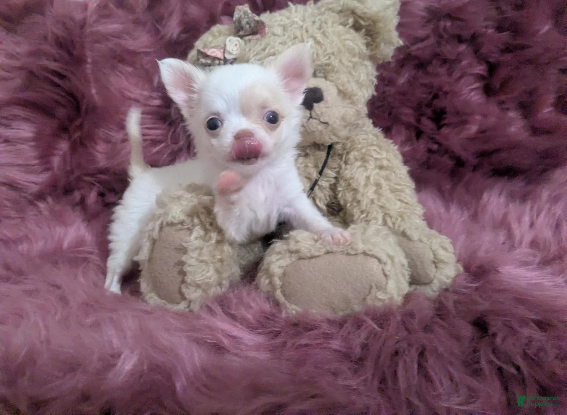 Chihuahua dogs Priscilla LC  Apple Head   - Ad 17