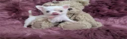 Chihuahua dogs for sale: Priscilla LC  Apple Head    Videos  - Ad 1