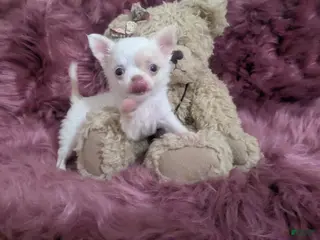 Chihuahua dogs Priscilla LC Apple Head Videos - Ad 6