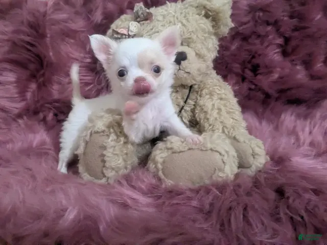 Chihuahua dogs for sale: AKC Priscilla LC Apple Head - Ad 2