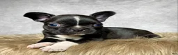 Mixed Breed dogs for sale: Mr. Theo - Ad 10