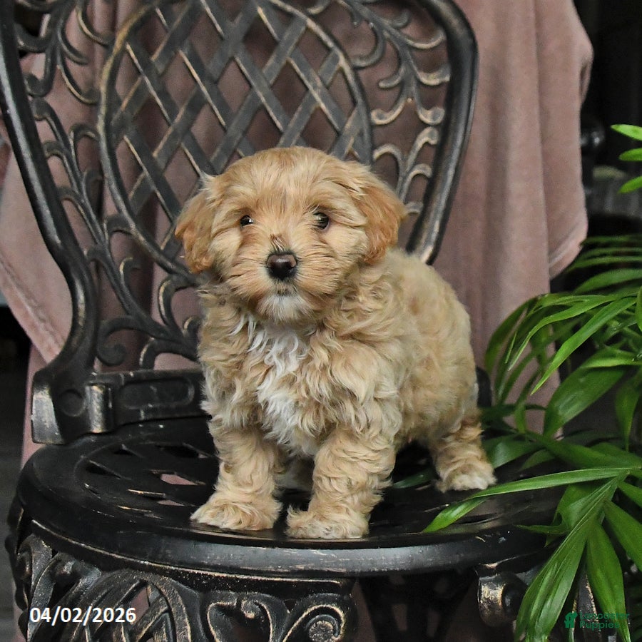 Maltipoo dogs Penny - Ad 2