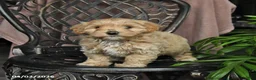 Maltipoo dogs for sale: Penny - Ad 2