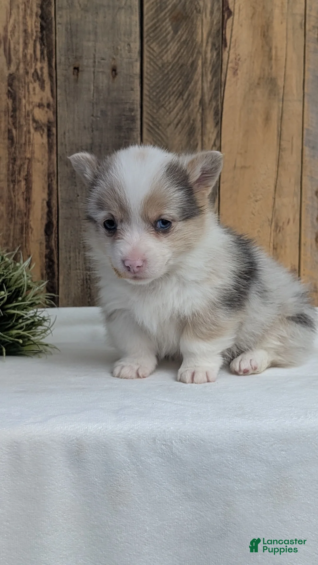 Welsh Corgi Pembroke dogs for sale: Falcon - Ad 4