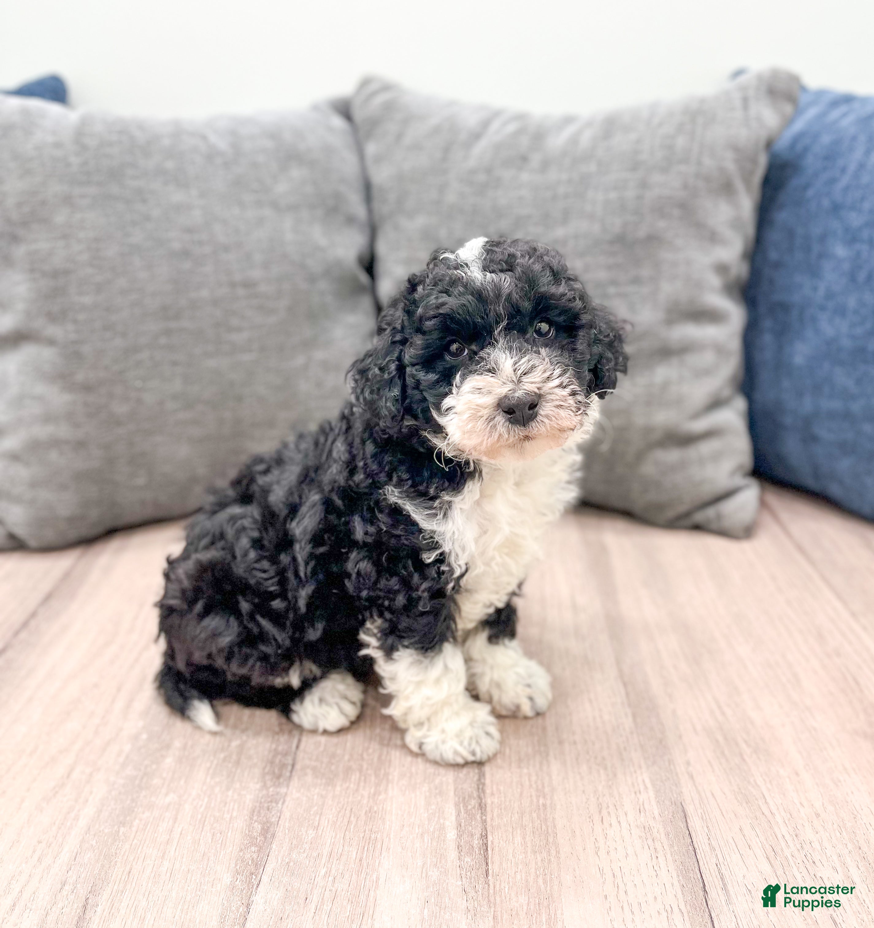 Aussiedoodle dogs Buddy - Ad 1