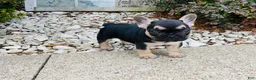 French Bulldog dogs for sale: Asher - Ad 7