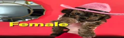 Havapoo dogs for sale: Havapoo 2 - Ad 4