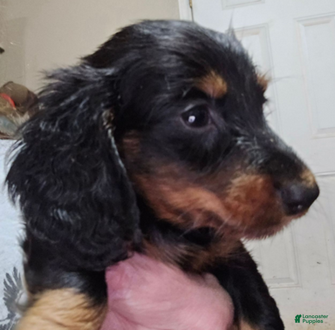 Dachshund dogs for sale: Bigger boy - Ad 4