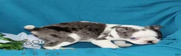 Boston Terrier dogs for sale: Alex  - Ad 4