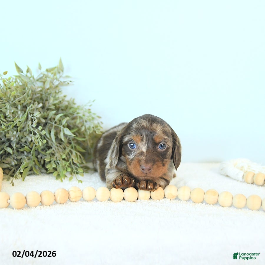 Miniature Dachshund dogs Brett - Ad 39