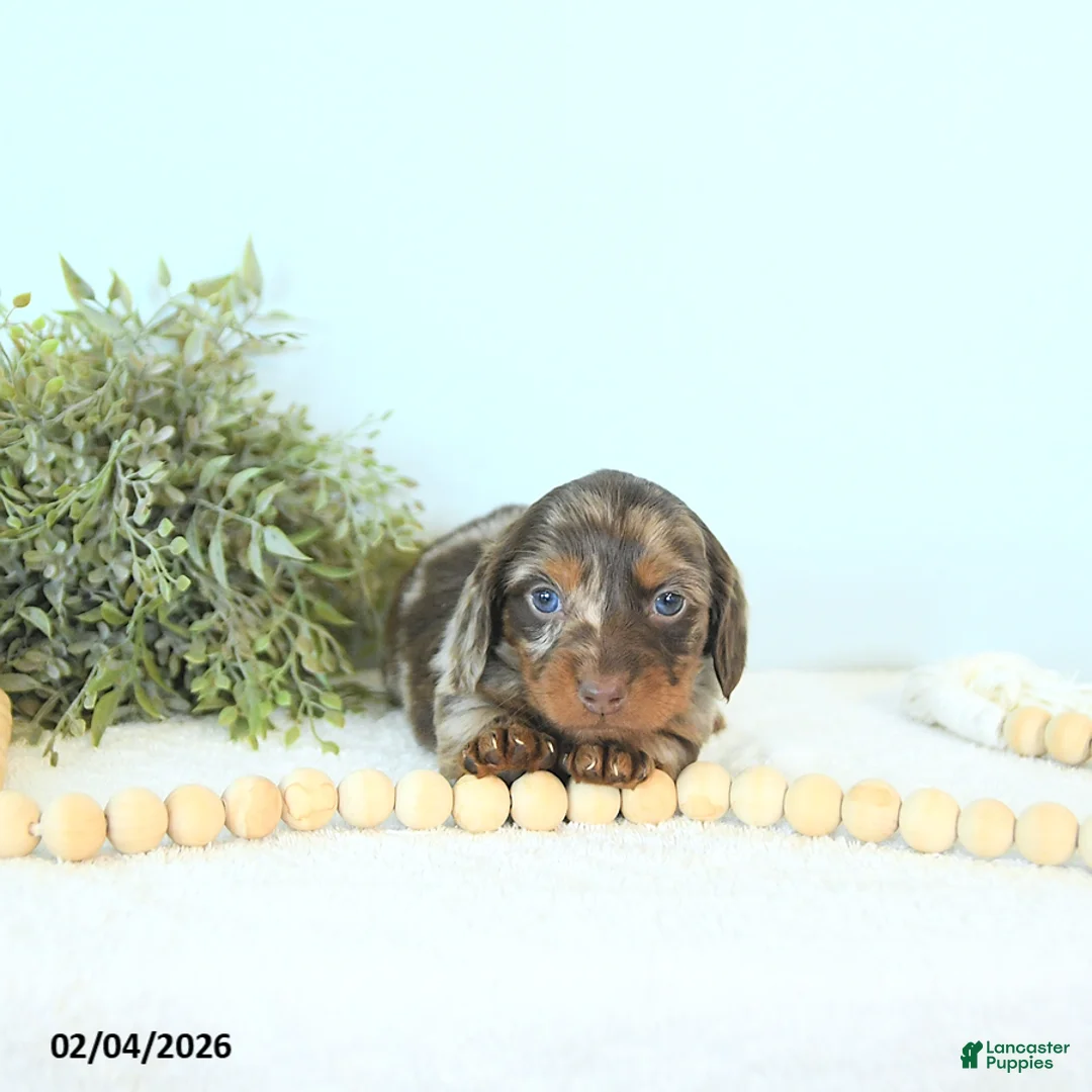 Miniature Dachshund dogs for sale: Brett - Ad 1