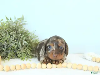 Miniature Dachshund dogs Brett - Ad 39
