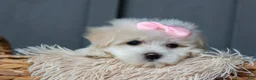 Maltese dogs for sale: OLENNA - Ad 14