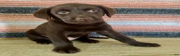 Labrador Retriever dogs for sale: Raptor  - Ad 3