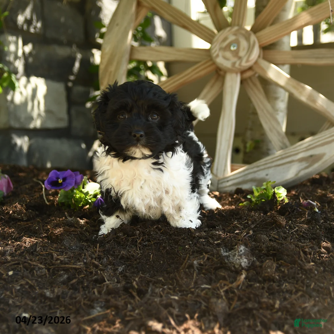 Havanese dogs for sale: Frodo - Ad 1