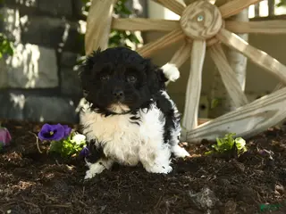 Havanese dogs for sale: Frodo - Ad 1