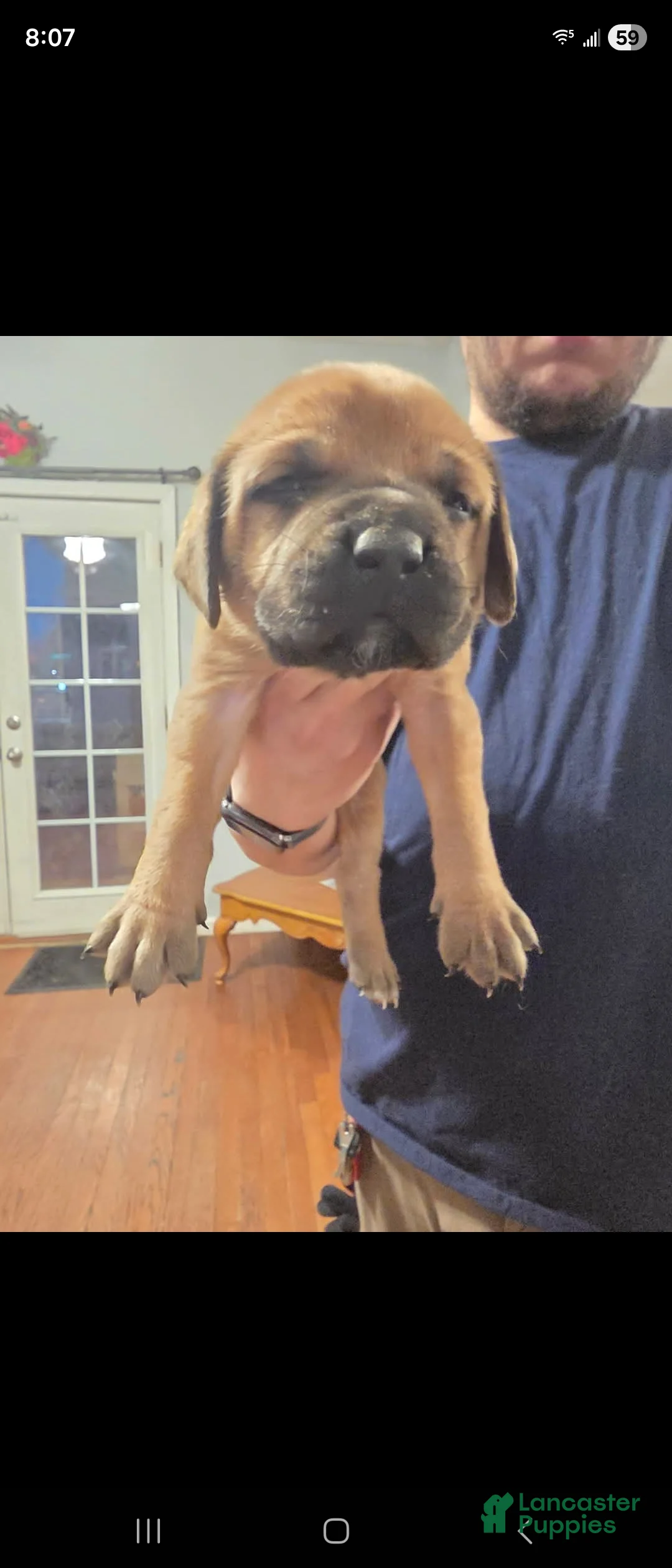 English Mastiff dogs for sale: English Mastiff Puppy 4 - Ad 1