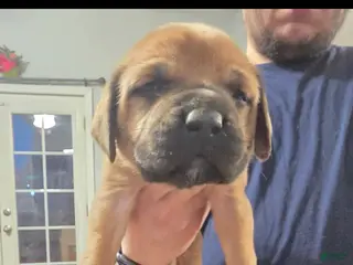 English Mastiff dogs English Mastiff Puppy 4 - Ad 17