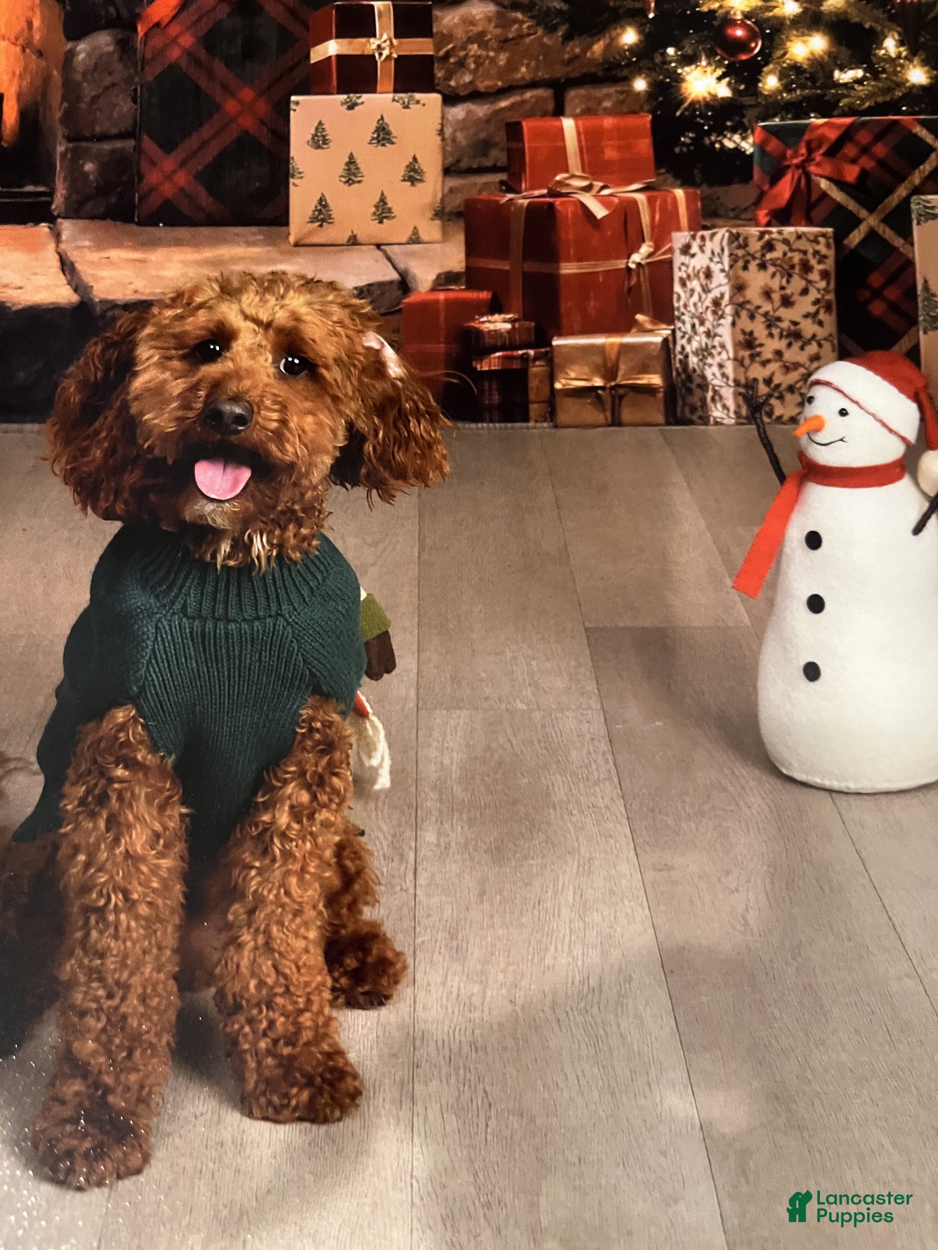 Toy Poodle dogs Cooper - Ad 2