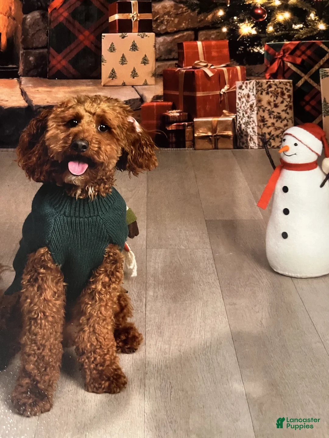 Toy Poodle dogs for sale: Cooper - Ad 2