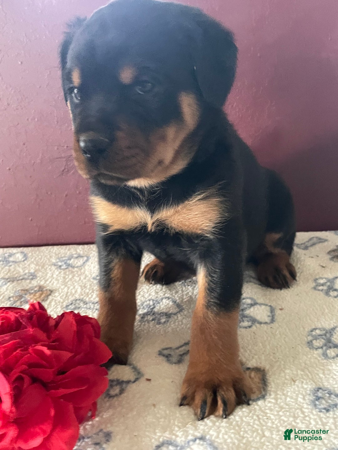Rottweiler dogs for sale: Mimi - Ad 3