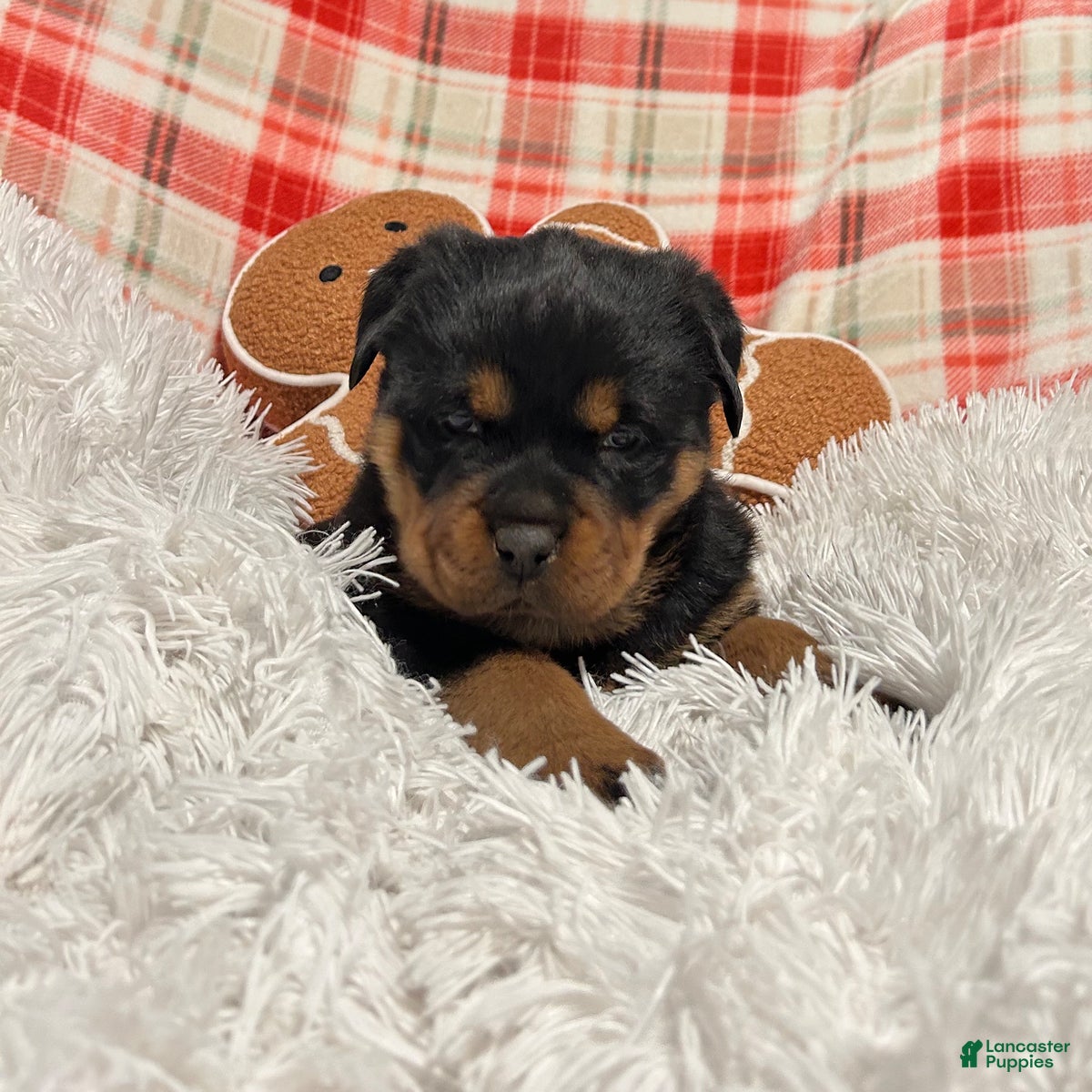 Rottweiler dogs Sidney - Ad 8