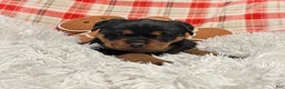 Rottweiler dogs for sale: Sidney - Ad 1