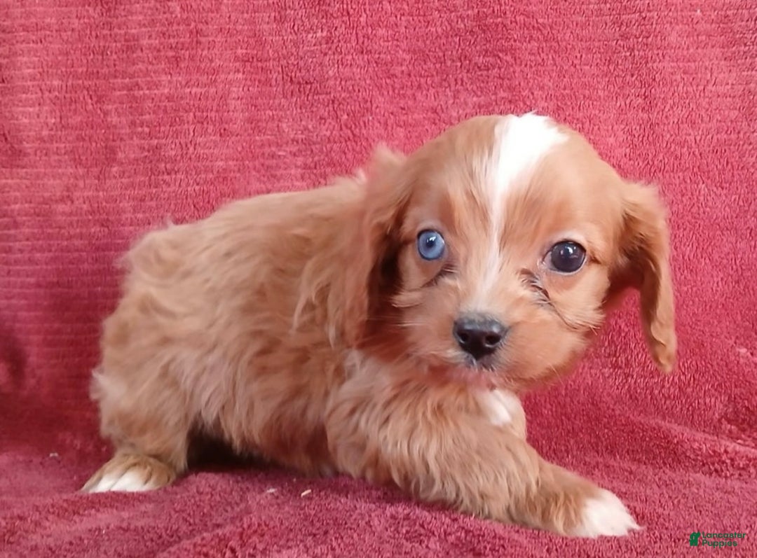 Cavapoo dogs for sale: Ruben - Ad 3