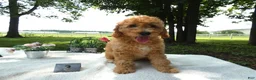 Mini Goldendoodle dogs for sale: Mini Goldendoodle 3 Kelly - Ad 2