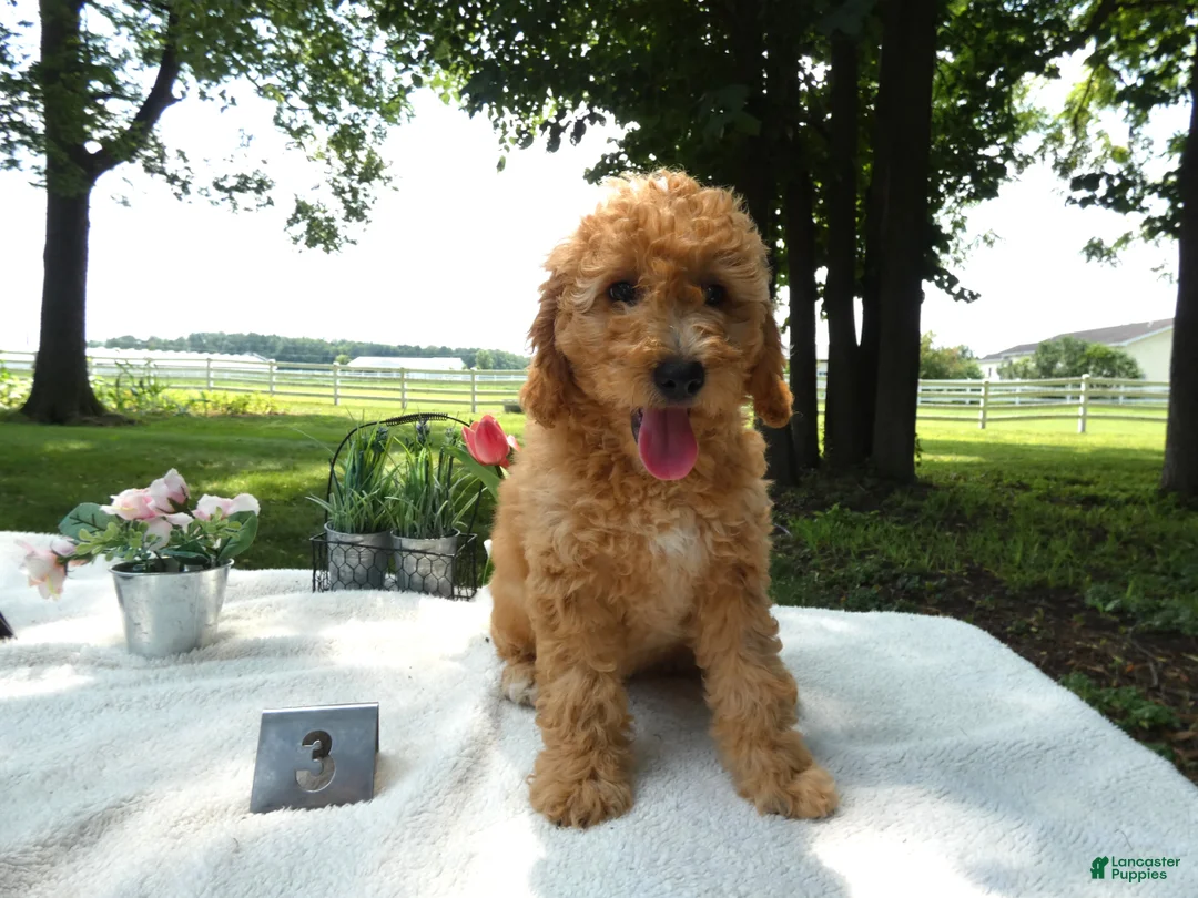 Mini Goldendoodle dogs for sale: Mini Goldendoodle 3 Kelly - Ad 2